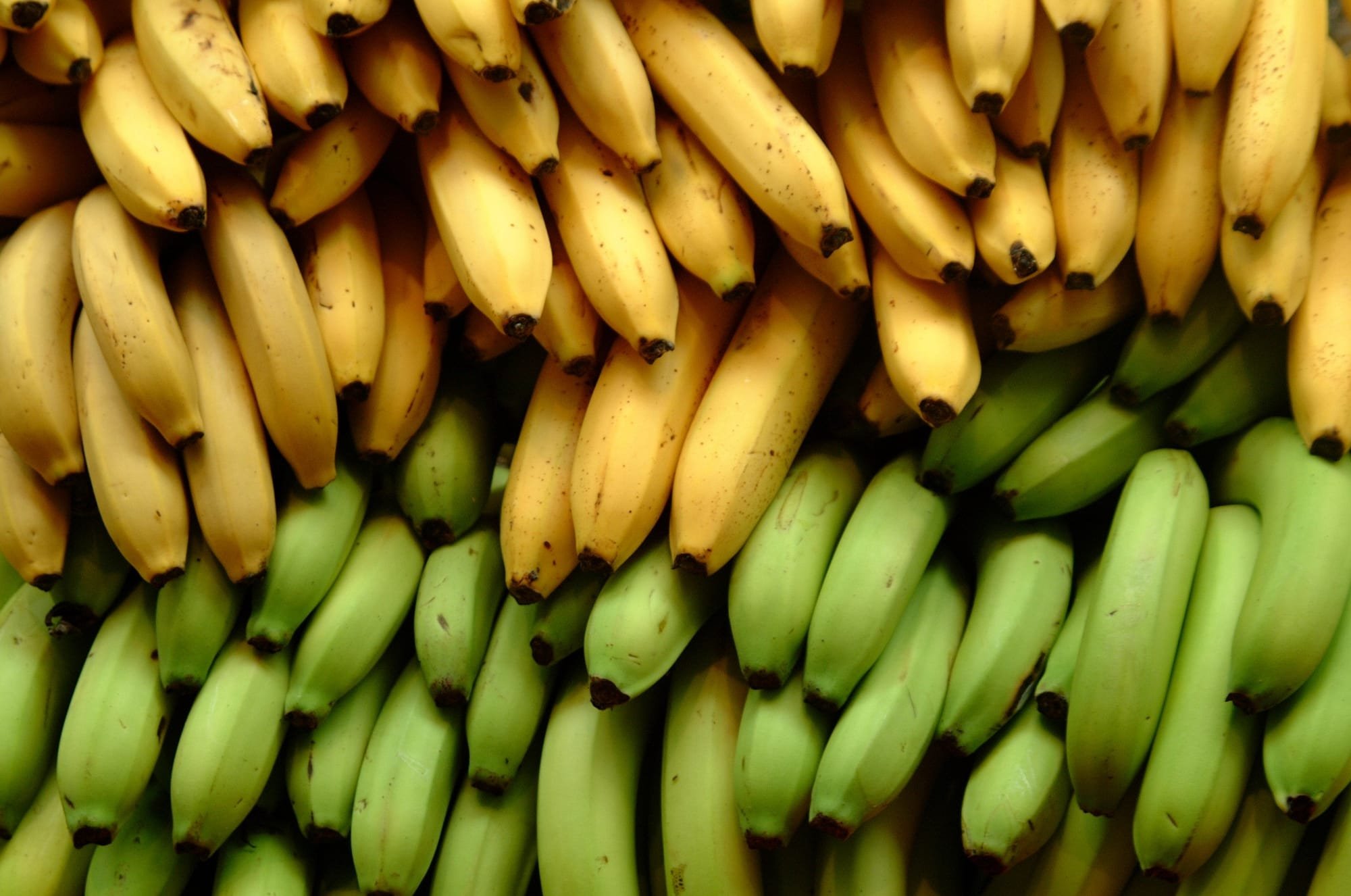 الموز الأخضر أم الناضج.. أيهما الأفضل؟