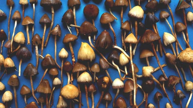 Psilocybin (Magic Mushrooms) is now seen in by the FDA in the USA as a "breakthrough therapy" for reatment-resistant depression.