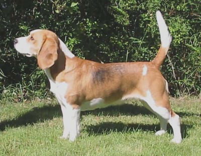 WELCOME TO DEACONFIELD BEAGLES image