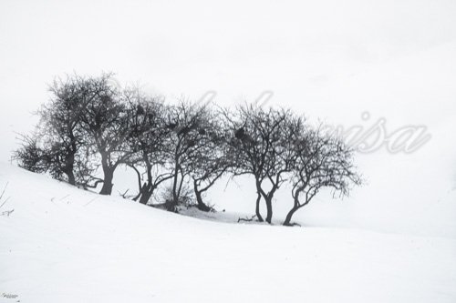 עצים בשלג הלבן