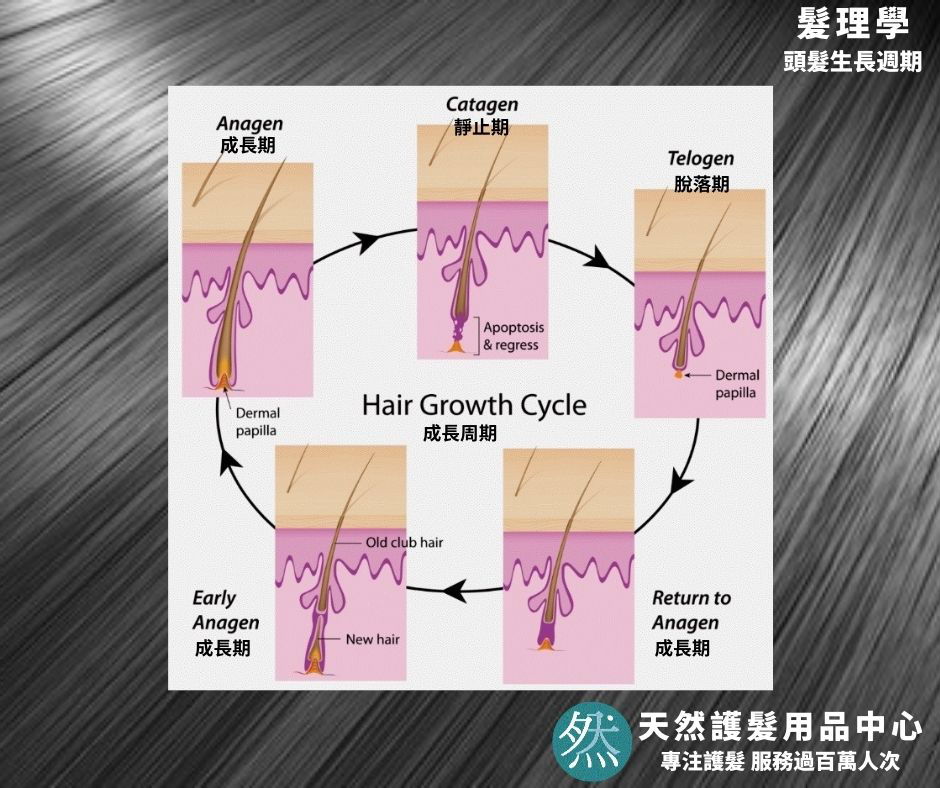 髮理基本篇(3)