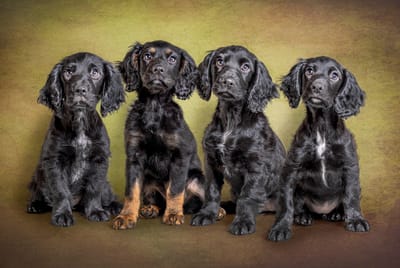 Puppy Litter Photoshoots - Red LightBulb Photography