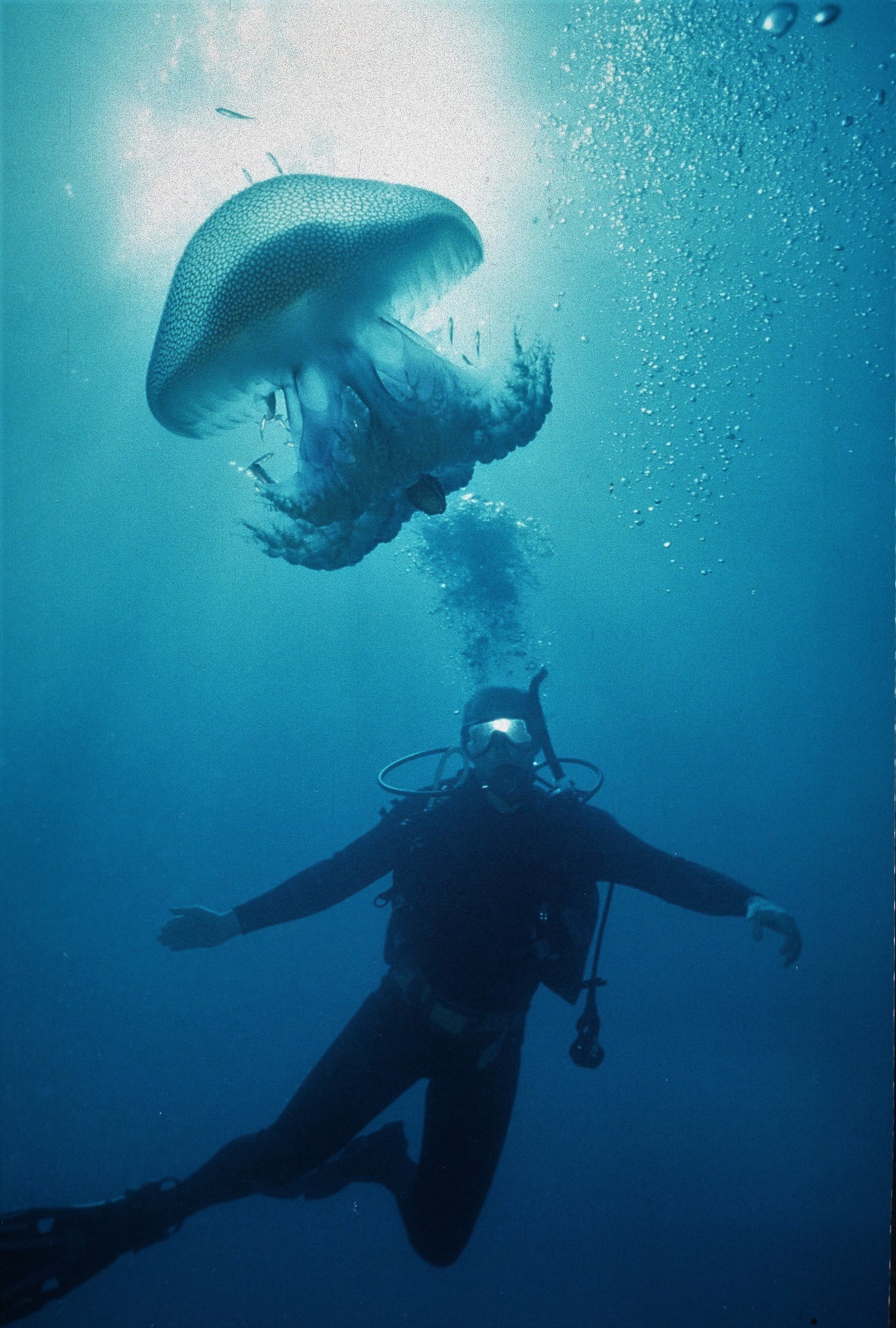 Huge Jellyfish floats by - Rottnest Island, Western Australia.