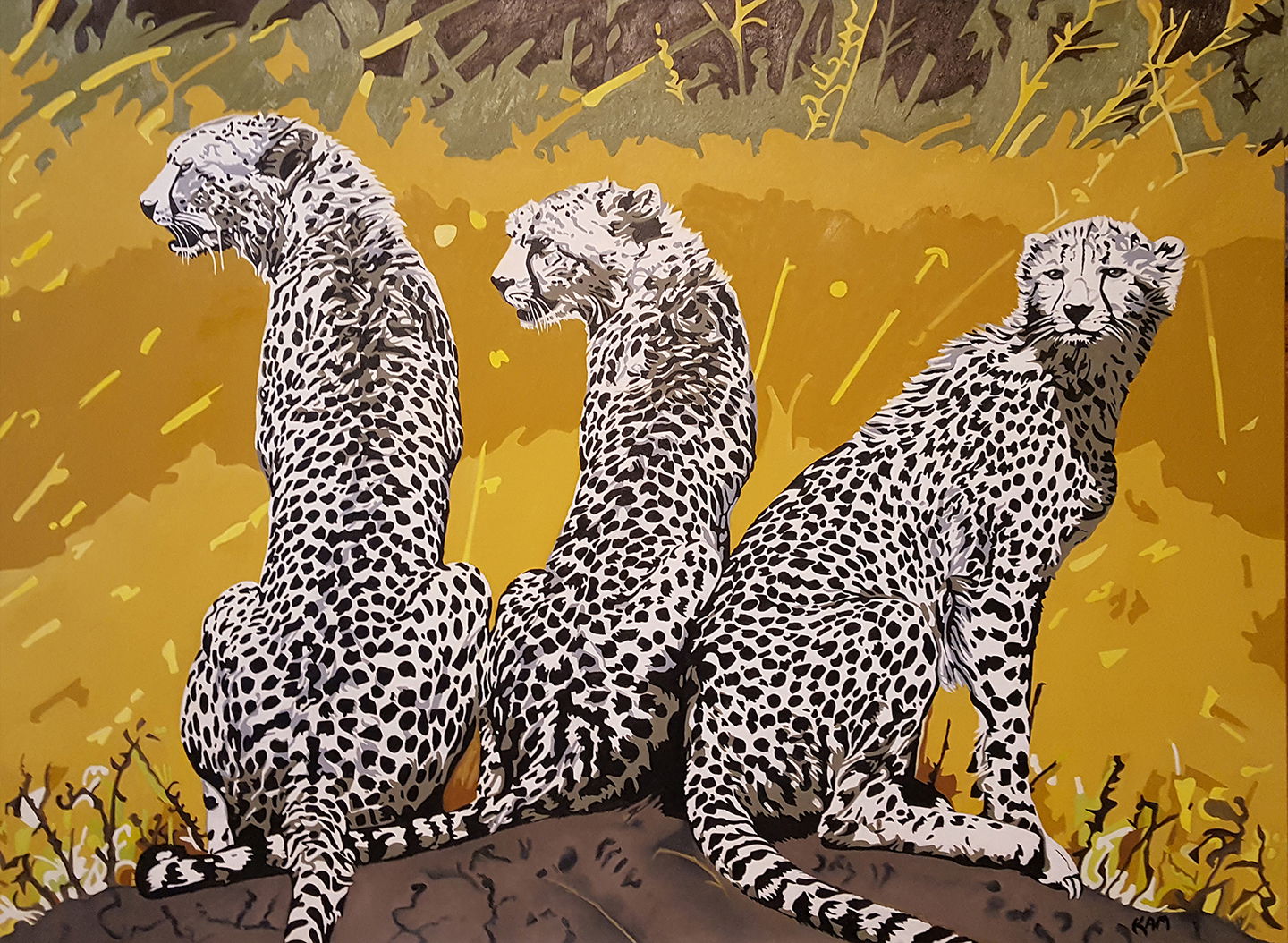 Cheetahs, African Collection