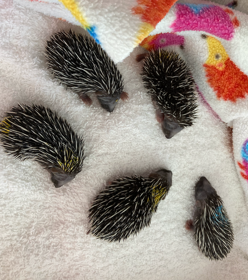 Ringworm - Glamorgan Hedgehog Rescue