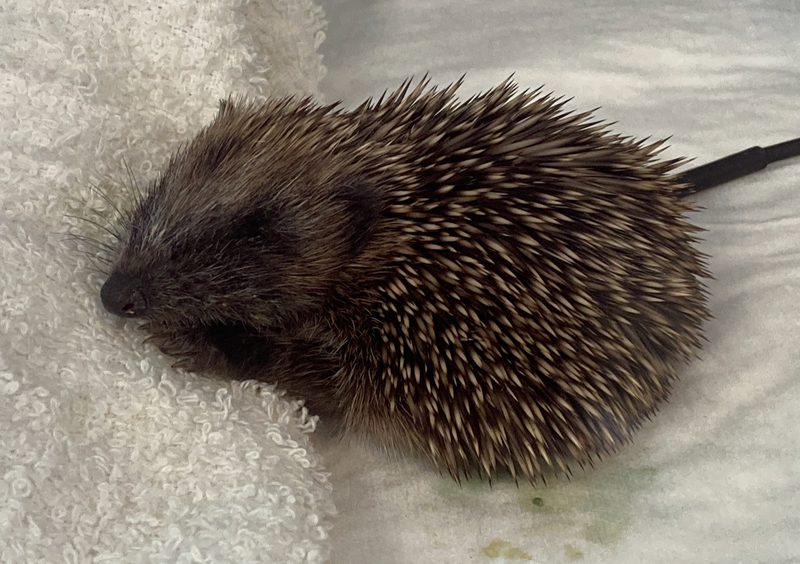 Ringworm - Glamorgan Hedgehog Rescue