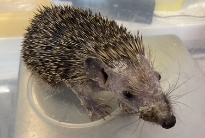 Ringworm - Glamorgan Hedgehog Rescue