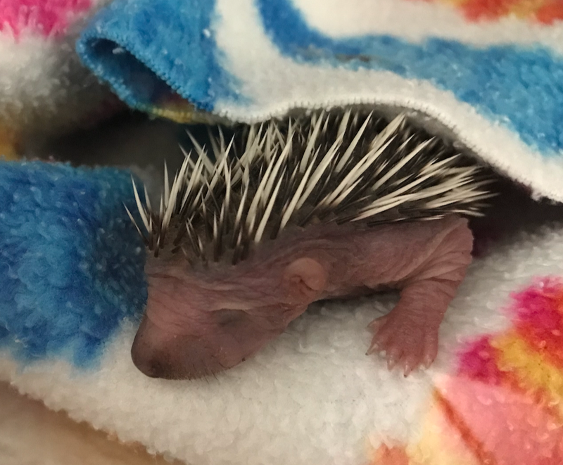 Ringworm - Glamorgan Hedgehog Rescue