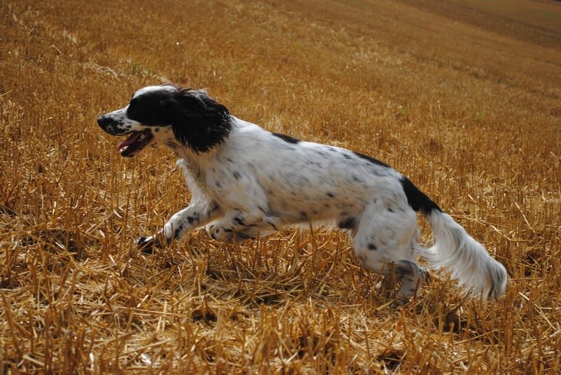 Behaviour Support Programme for Spaniels
