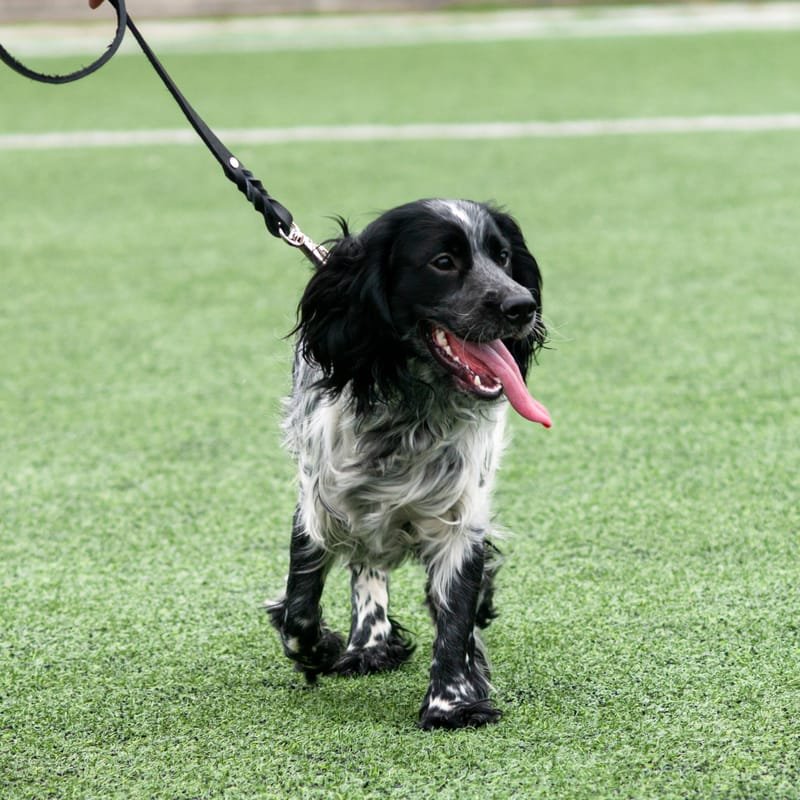 Spaniel Essentials One to One Training Courses