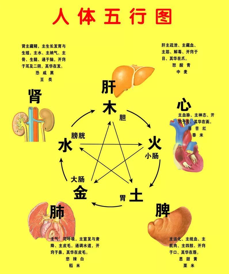 中医五脏六腑的五行对应 精诚中医药同行会