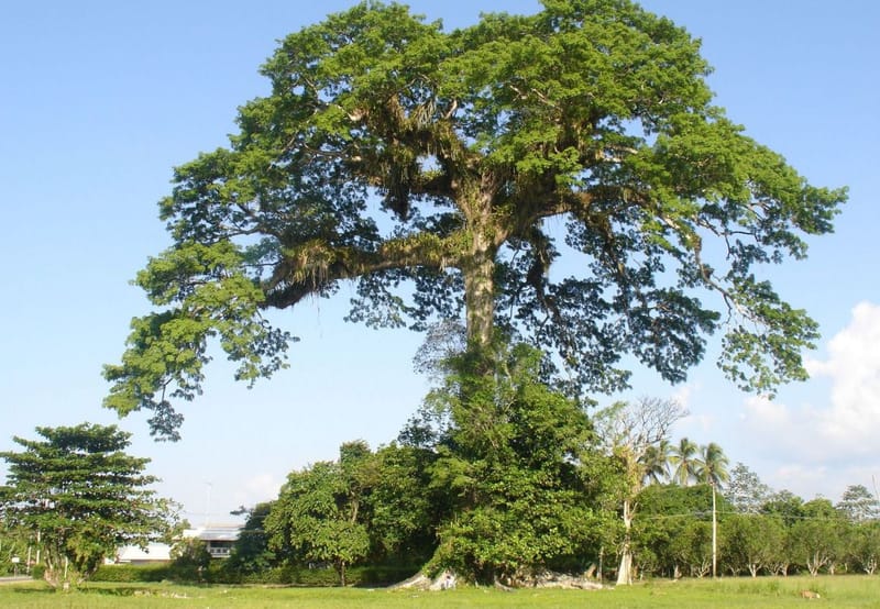 Ceiba - Costa Rica Gardens