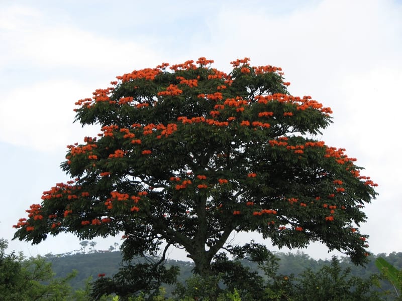 Llama del Bosque - Costa Rica Gardens