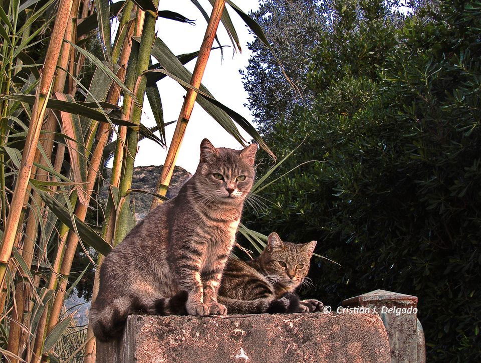 Cats at Bosa (1)