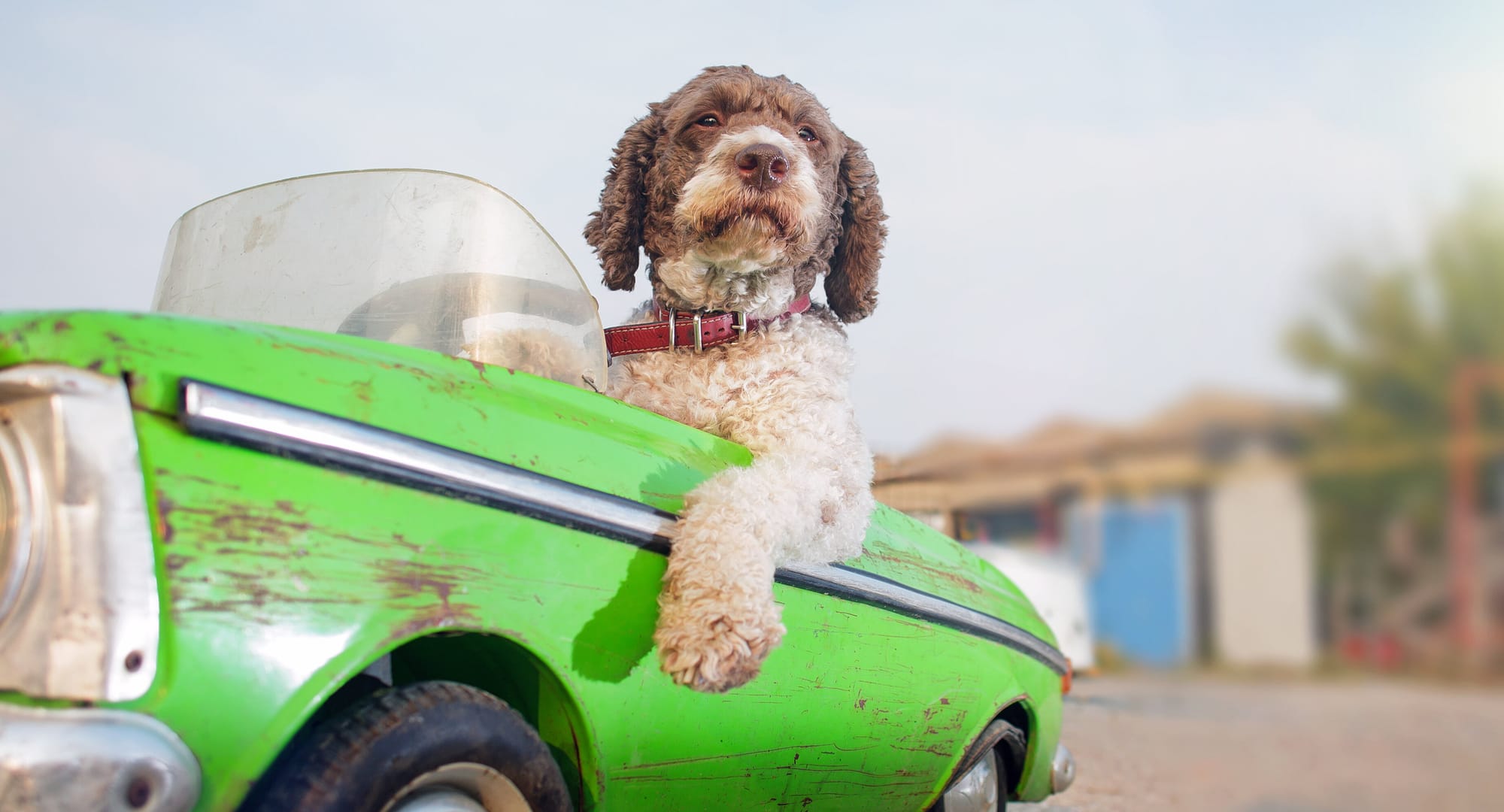 CARS4PETS