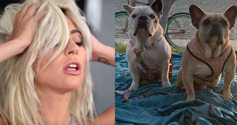 LADY GAGA 遭起訴，被指拖欠 2021 年尋犬獎金 起訴人要求將獎金提高 3 倍至 150 萬美金