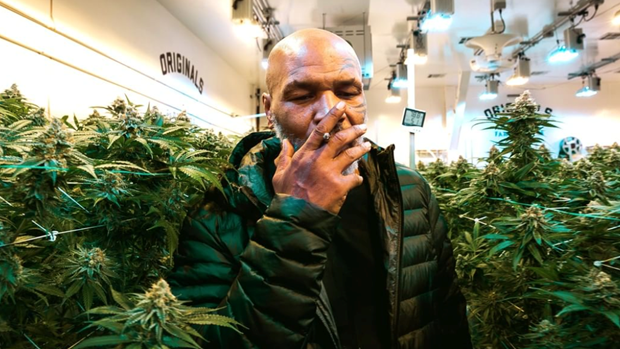 傳奇拳王 MIKE TYSON 大麻公司將贊助多位知名運動員 強調大麻產品可令運動員保持專注力及身體健康
