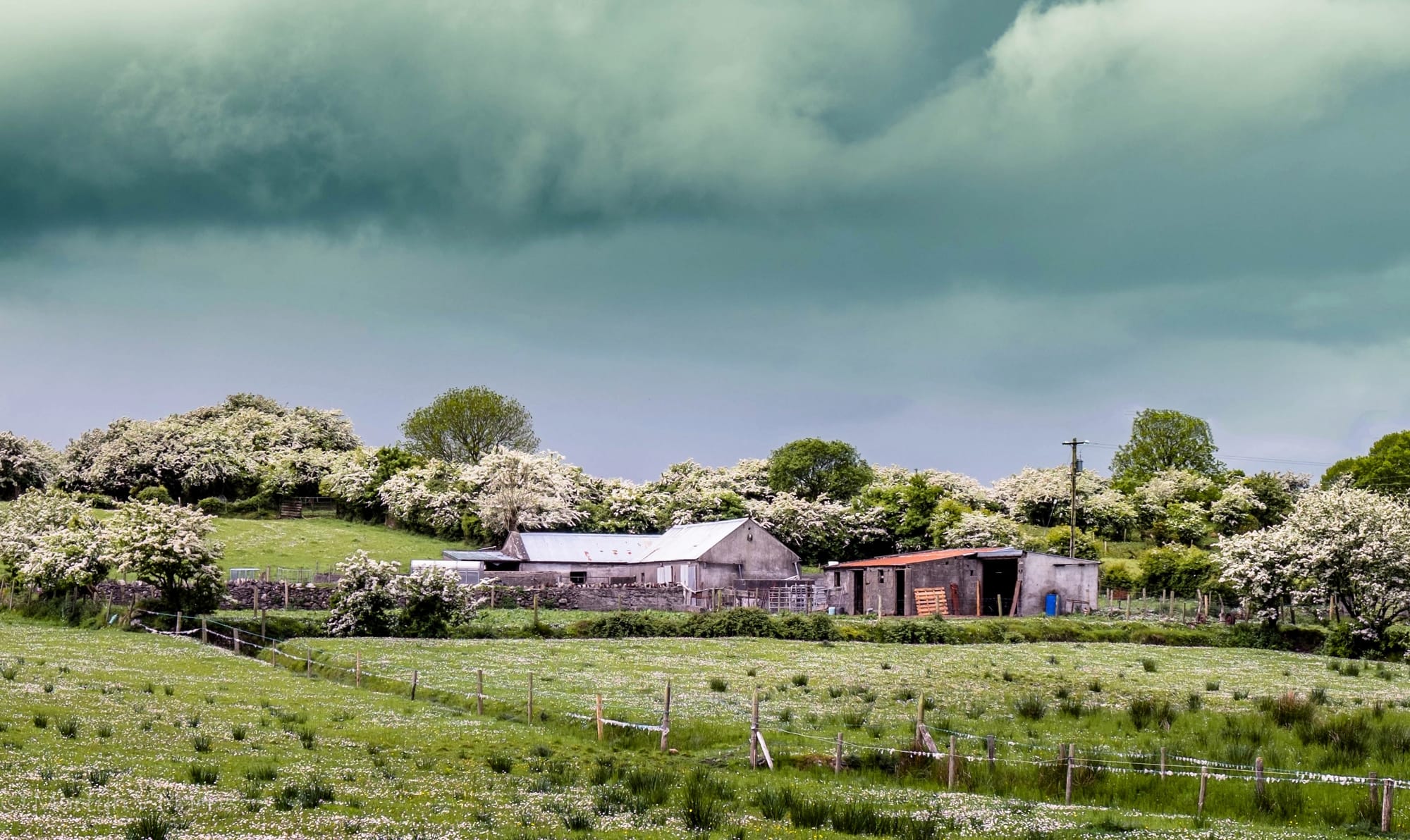 Hawthorn blossom 2017