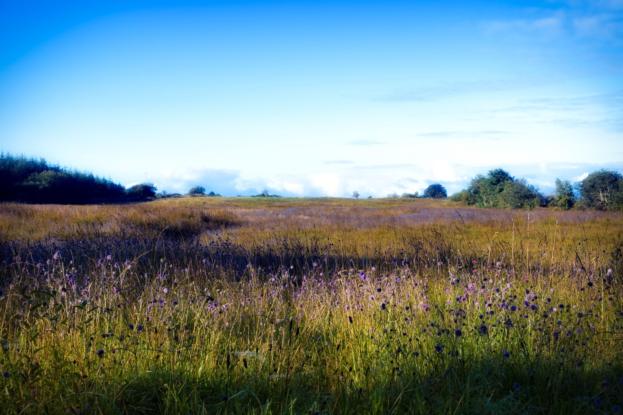 More great drifts of Devil's Bit Scabious