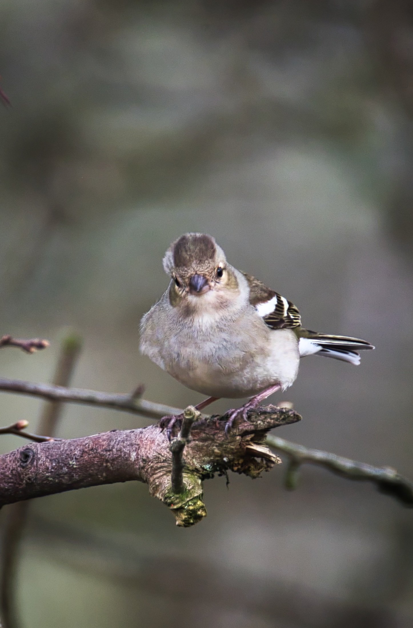 The easily overlooked but photogenic female Chaffinch