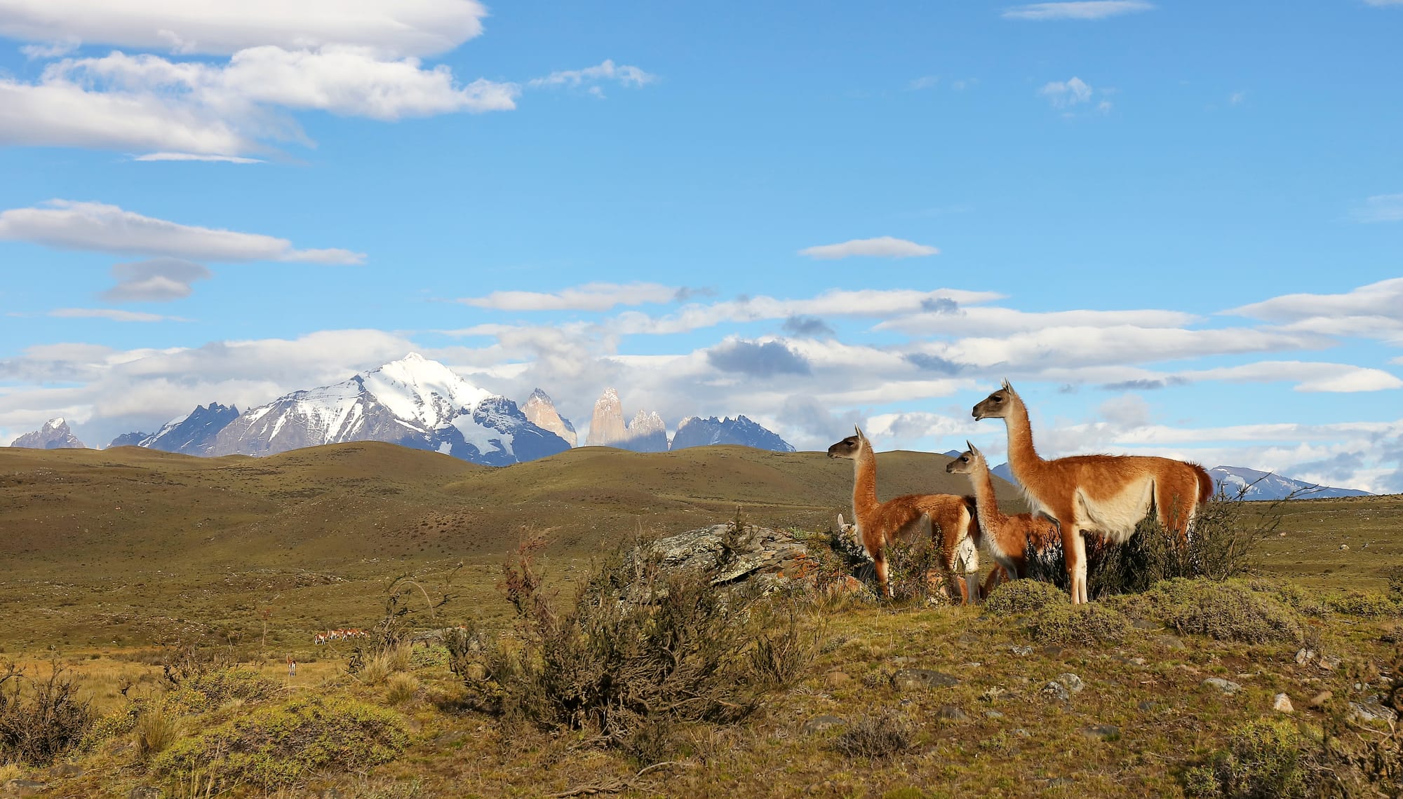 Guanaco - Parque nacional Torres del Paine - Patagonia - Earth's Wild