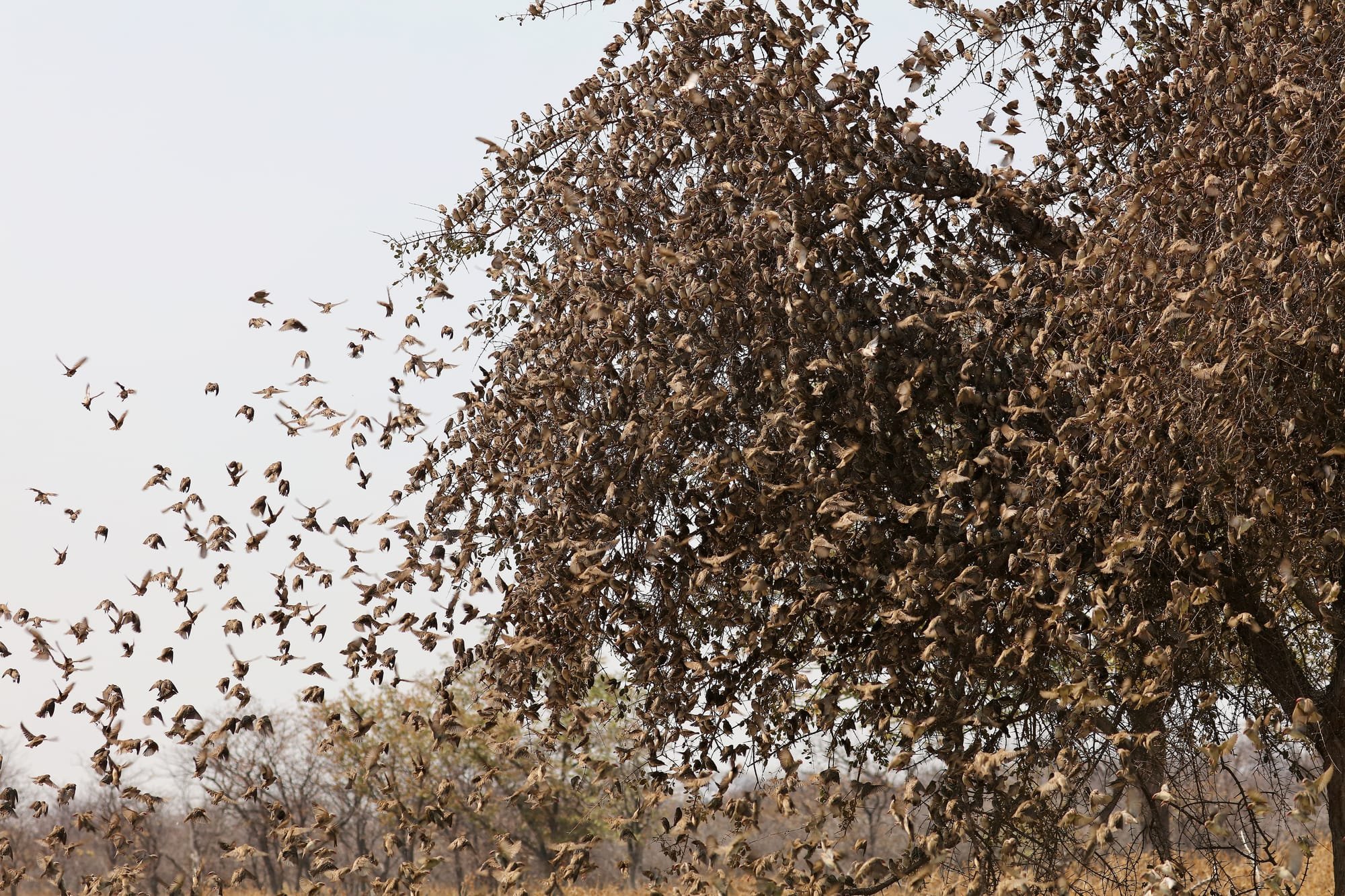 Swarm of Red-billed Quelea - Etosha National Park