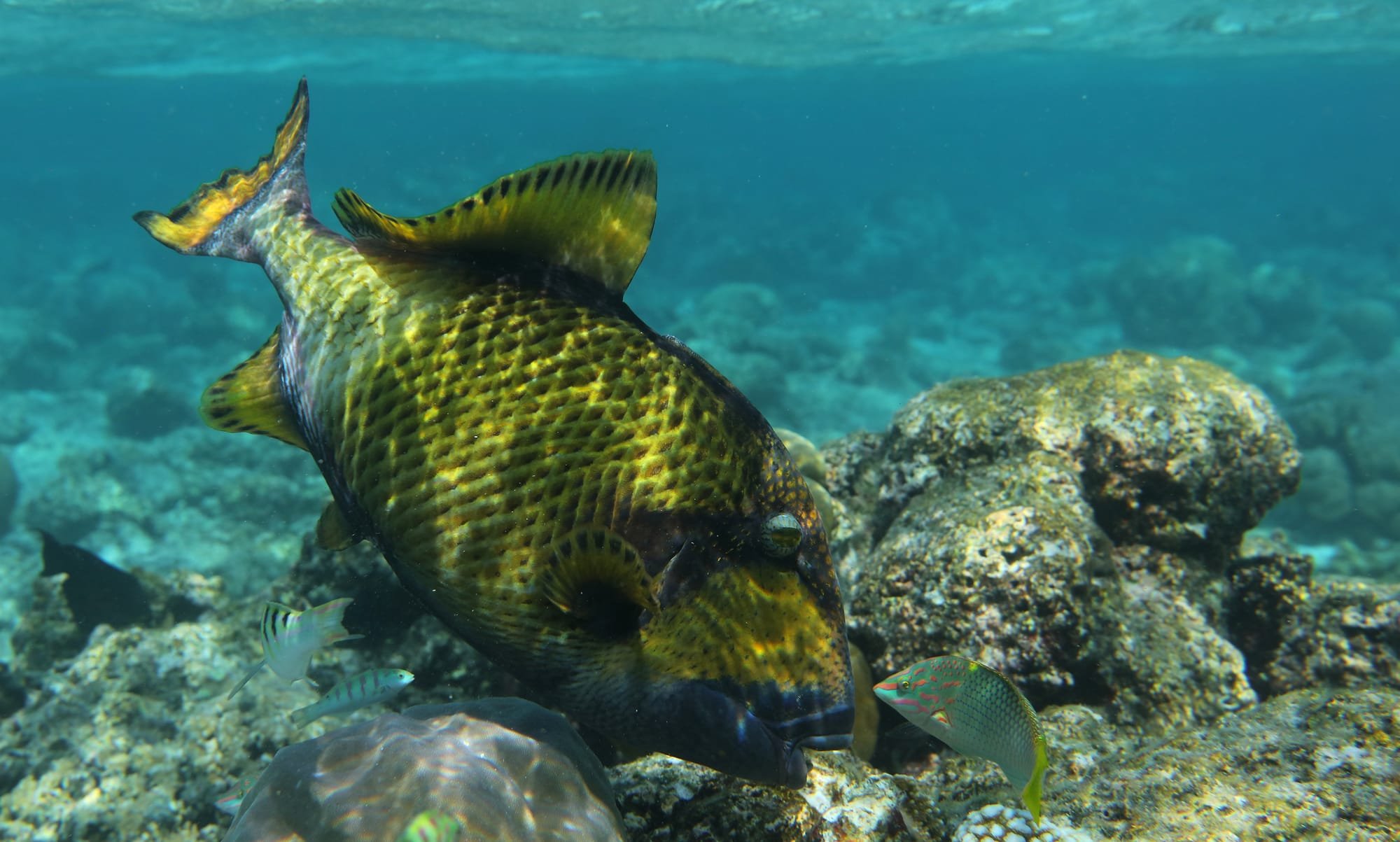 Titan Triggerfish - Surge Wrasse - Fihalhohi - Maldives