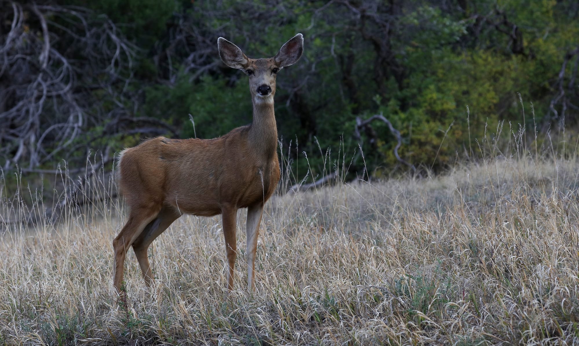 Mule Deer - Morefield Campground - Mesa Verde National Park - Earth's ...