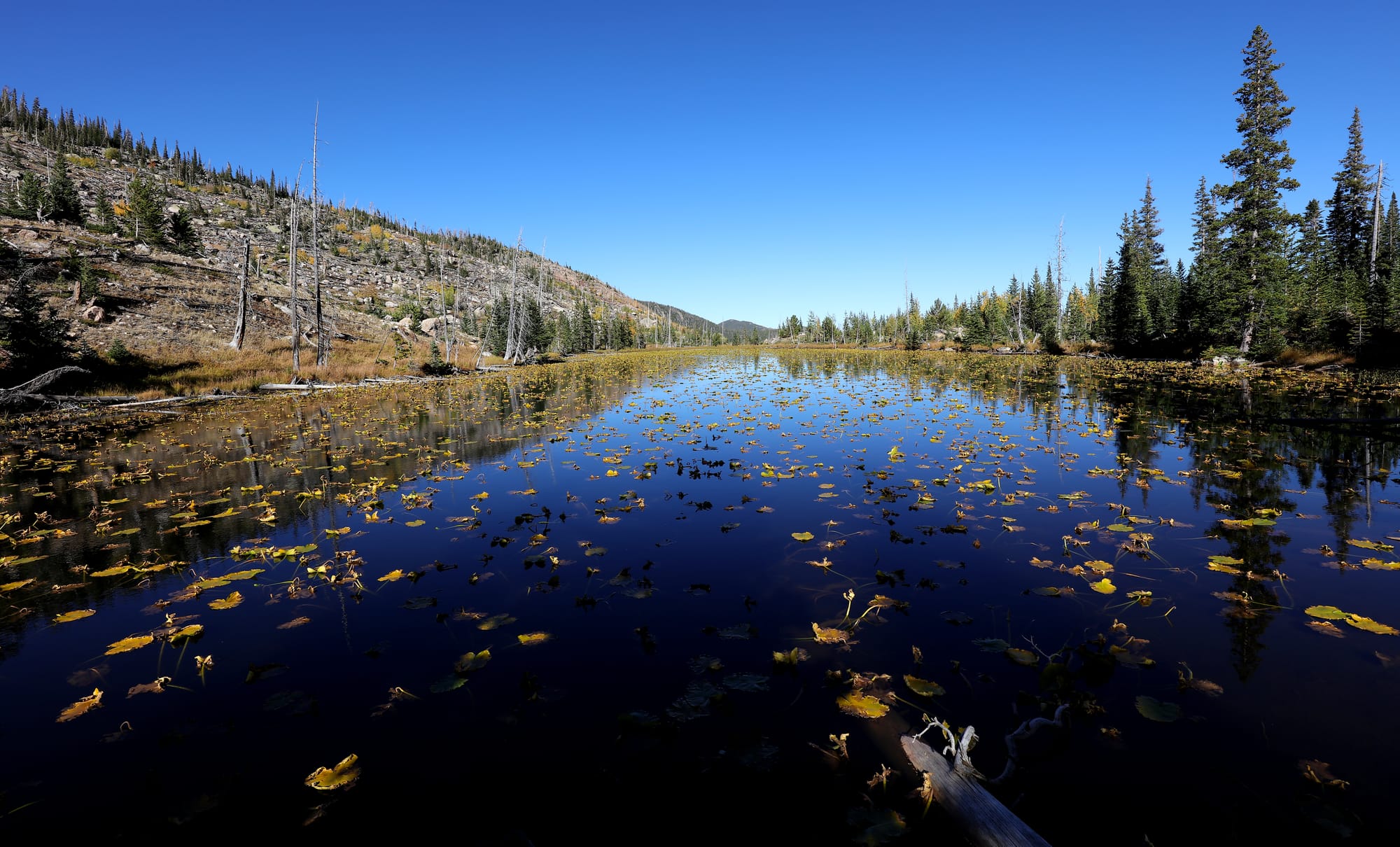 Chickadee Pond - Rocky Mountain National Park - Earth's Wild Wonders