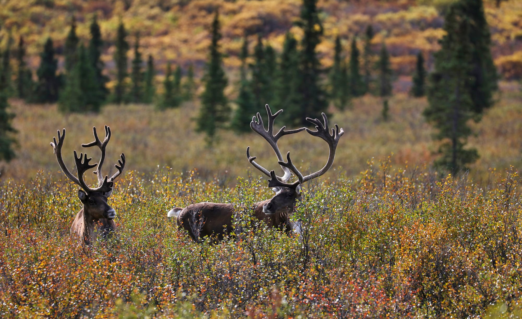 Porcupine Caribou - Savage River - Denali National Park - Earth's Wild ...