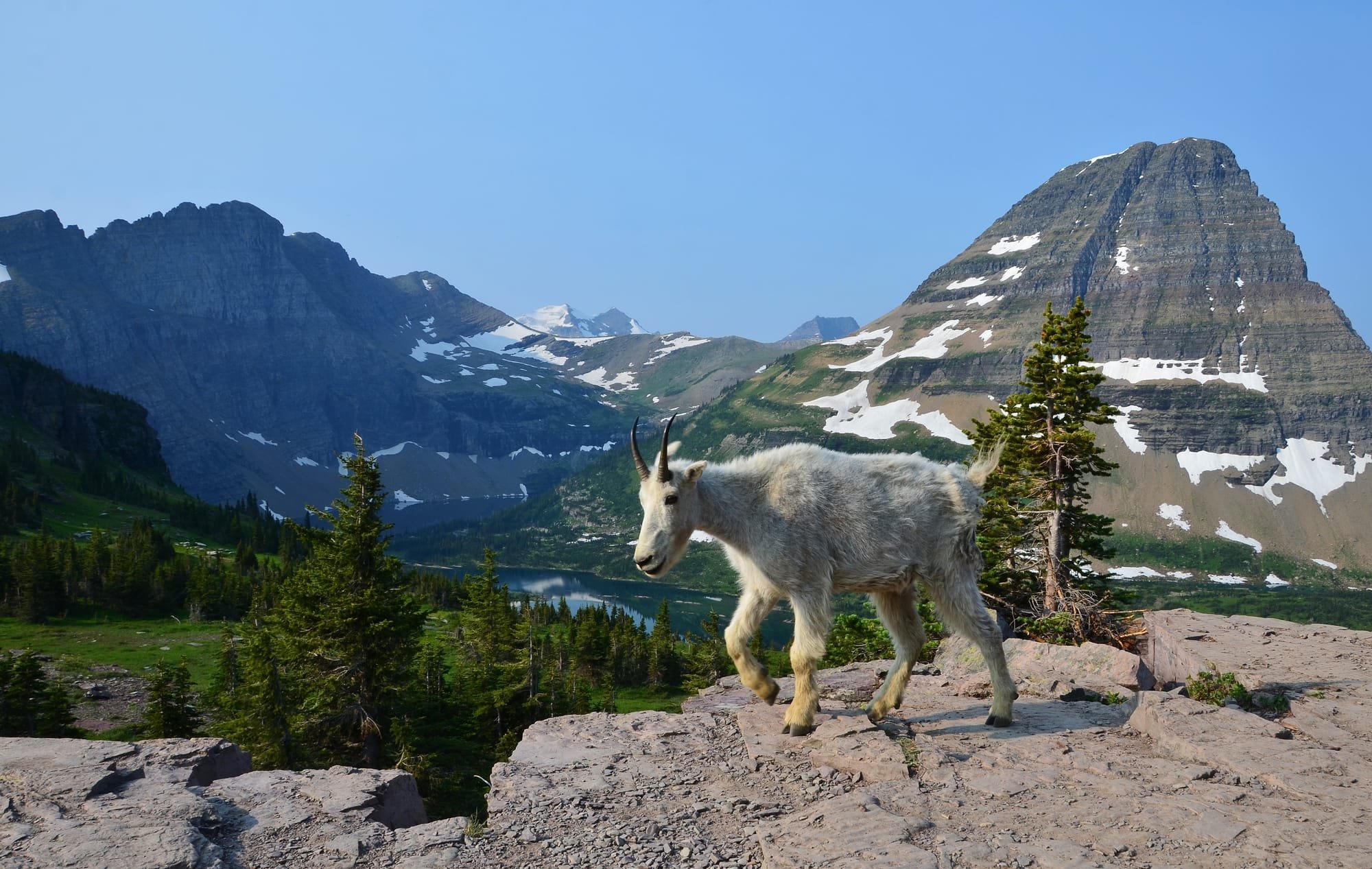 Mountain Goat - Hidden Lake - Glacier National Park - Montana
