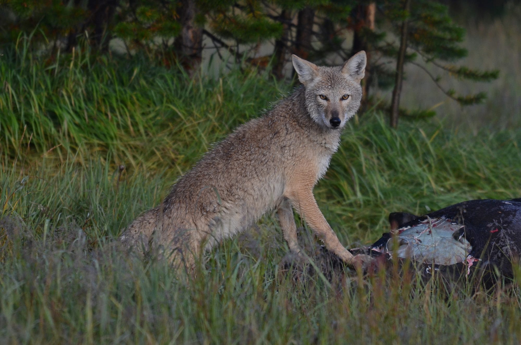 Coyote - Solfatara Plateau - Yellowstone National Park - Wyoming ...