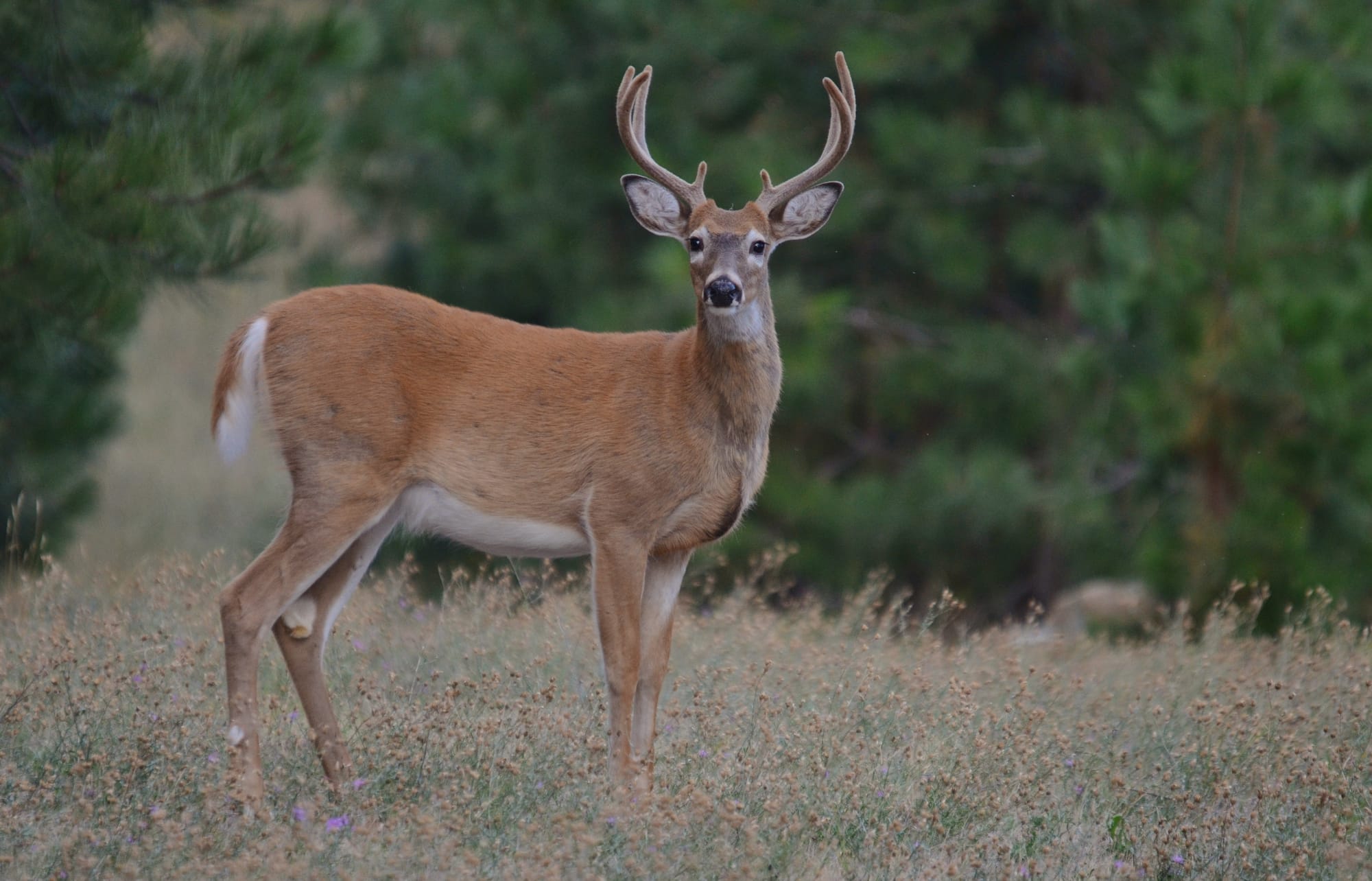 White Tailed Deer Flathead Lake Montana Earths Wild Wonders