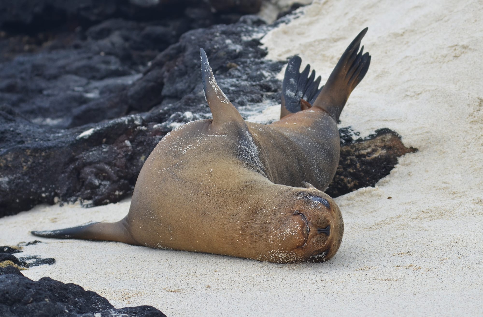 Galápagos Sea Lion - Sombrero Chino Islet - Galápagos Islands - Ecuador ...