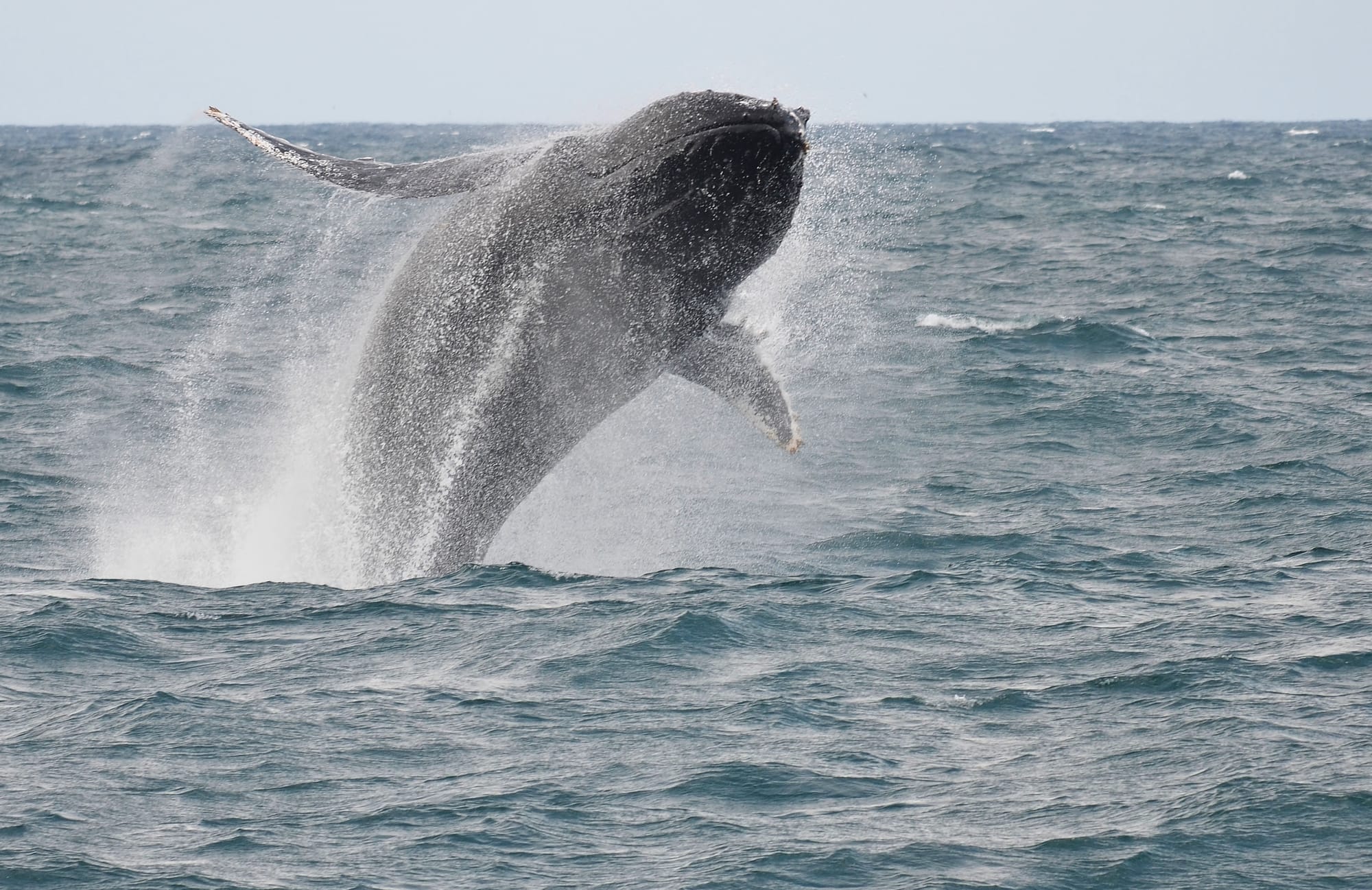 Jumping Humpback Whale - Tasman Sea - New South Wales - Earth's Wild ...