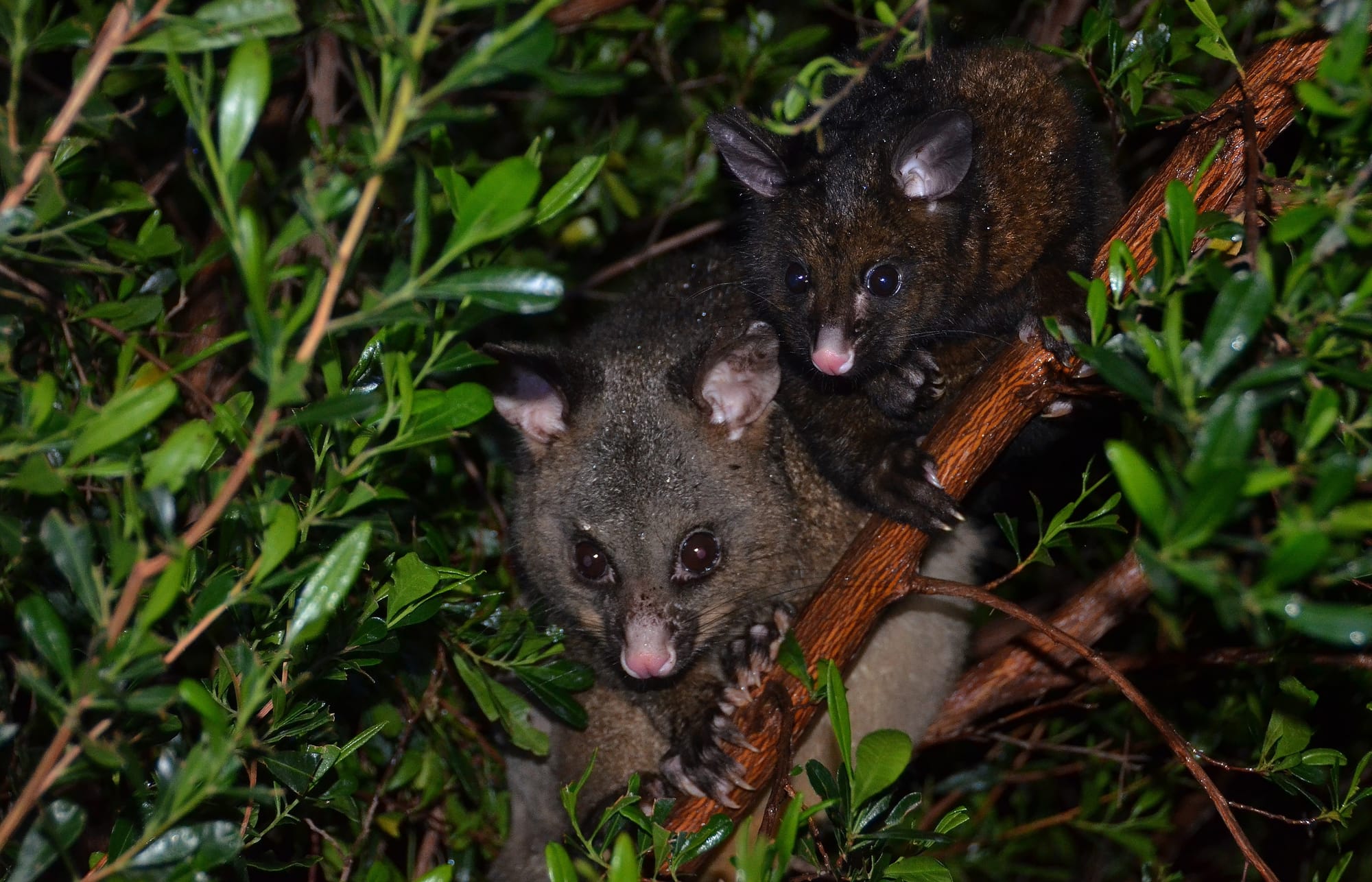 Common Brushtail Possum National Park Tasmania Earth's Wild Wonders