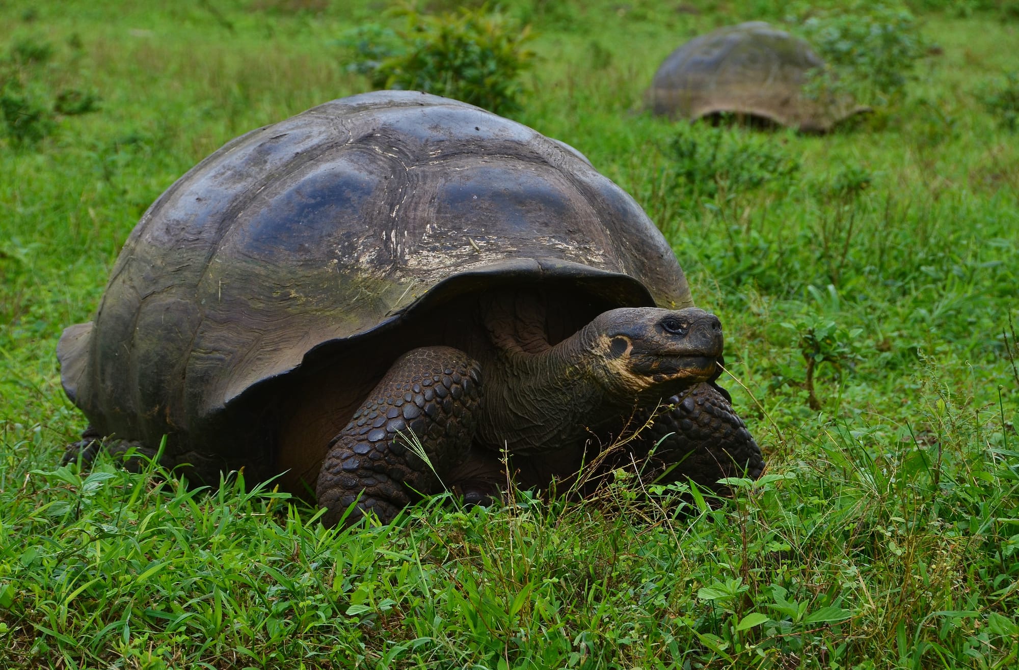 Galapagos-Riesenschildkröte - Santa Cruz Island - Galapagosinseln ...