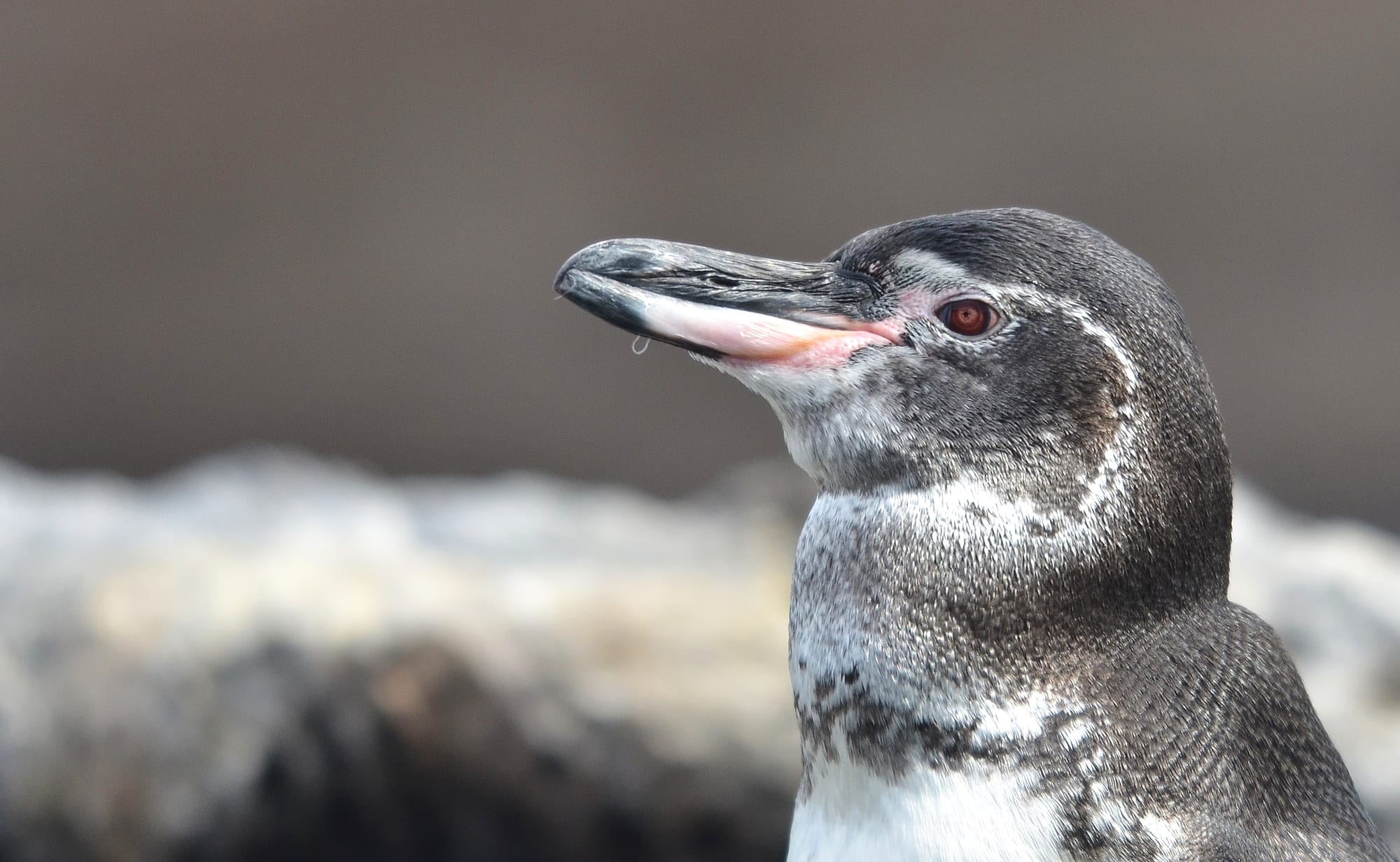 Galapagos Penguin - James Island - Sullivan Bay - Galápagos Islands ...