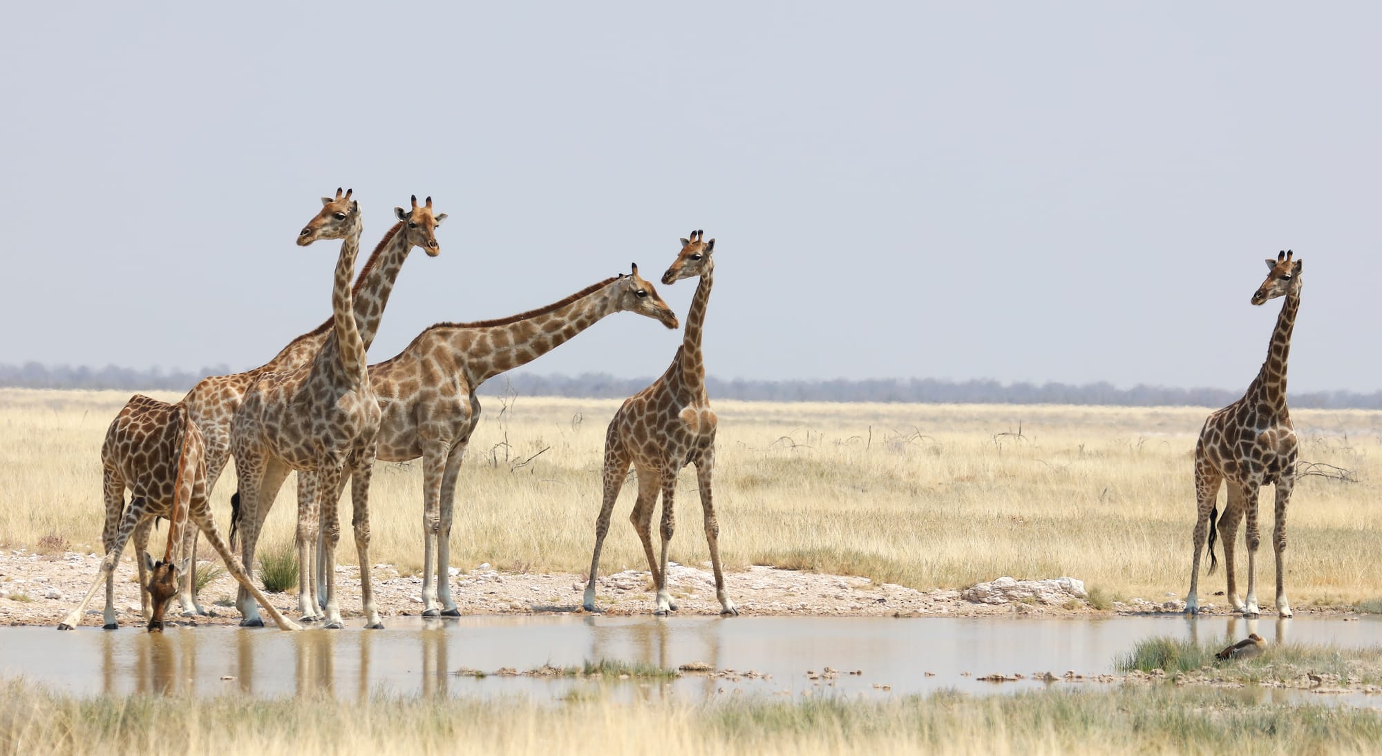 South African Giraffe - Etosha National Park - Namibia - Earth's Wild ...