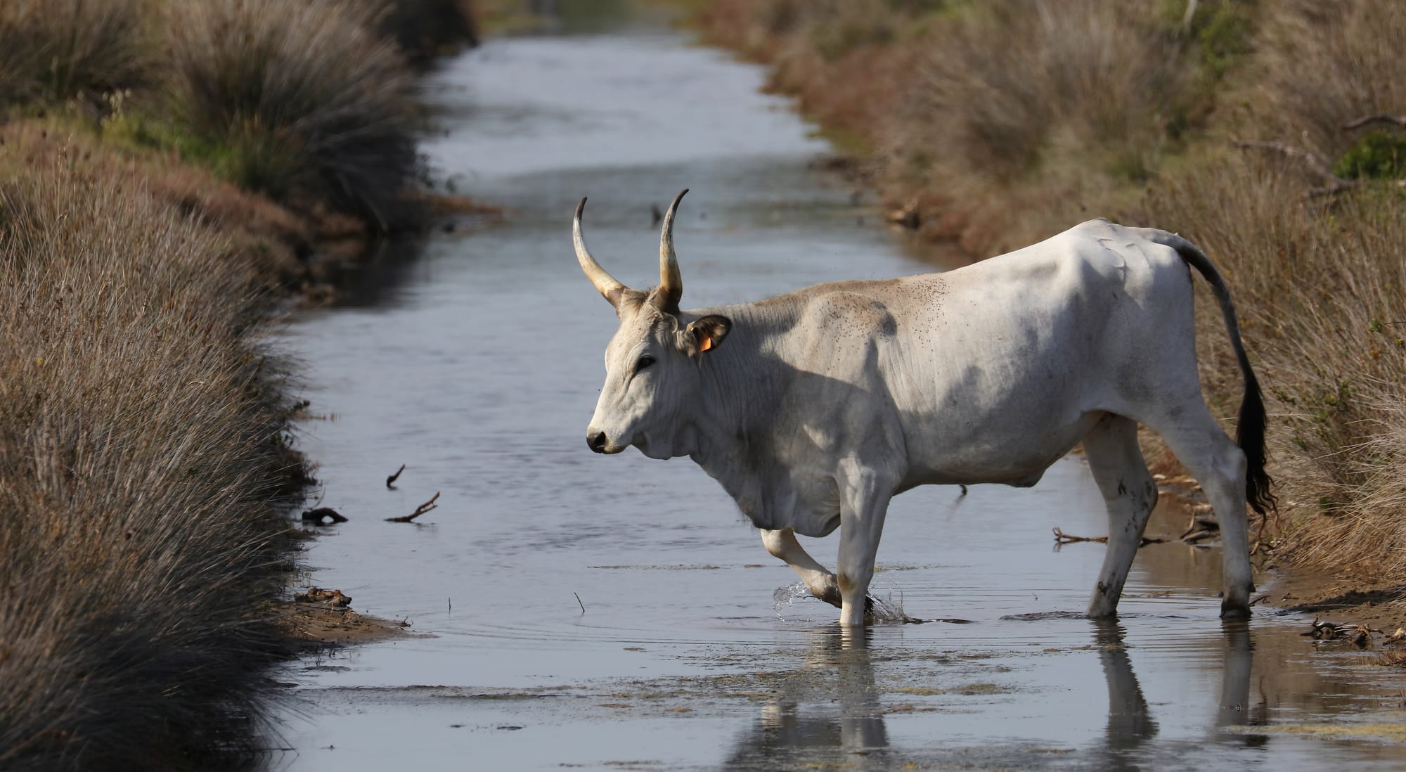 Maremmaner Rind Maremma Toskana Italien Earth's Wild Wonders