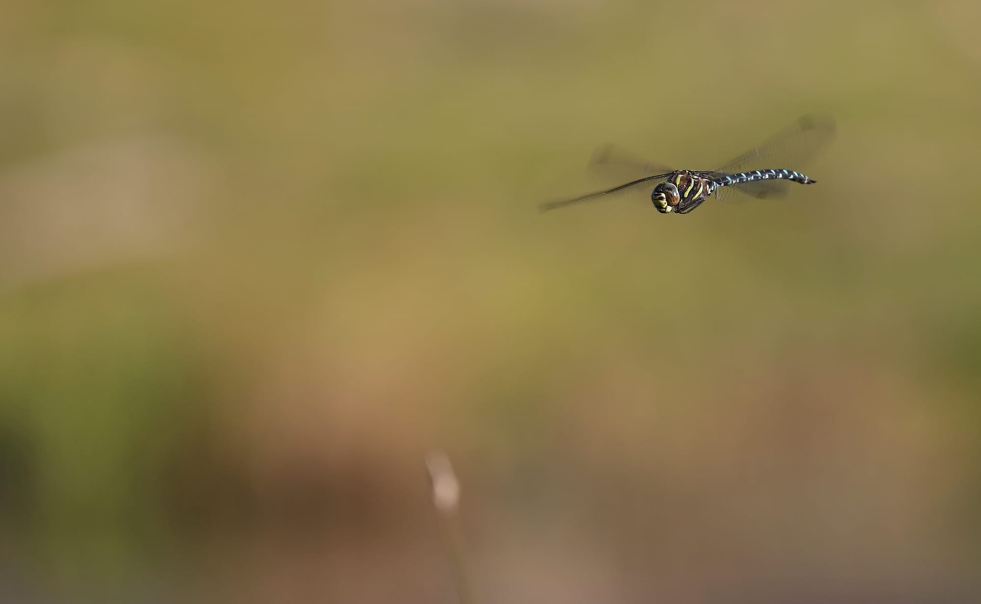 Azure Hawker Salfeiner See Tyrol Austria Earth's Wild Wonders