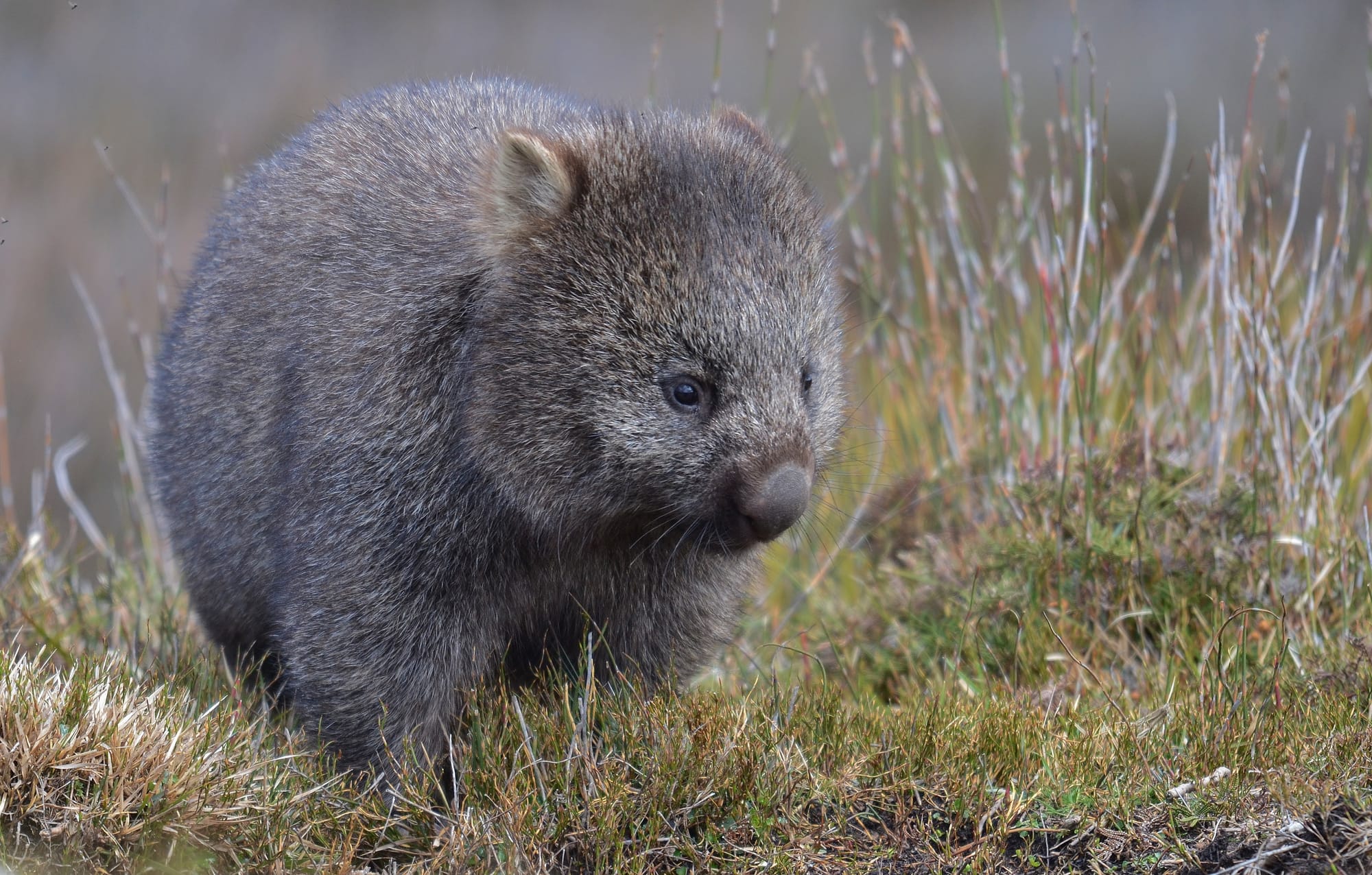 Nacktnasenwombat - Cradle Mountain Nationalpark - Tasmanien - Earth's ...