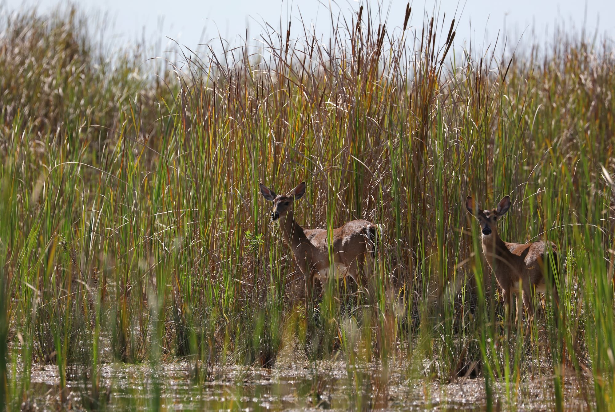 White-tailed Deer - Everglades National Park - Hidden Lake - Florida