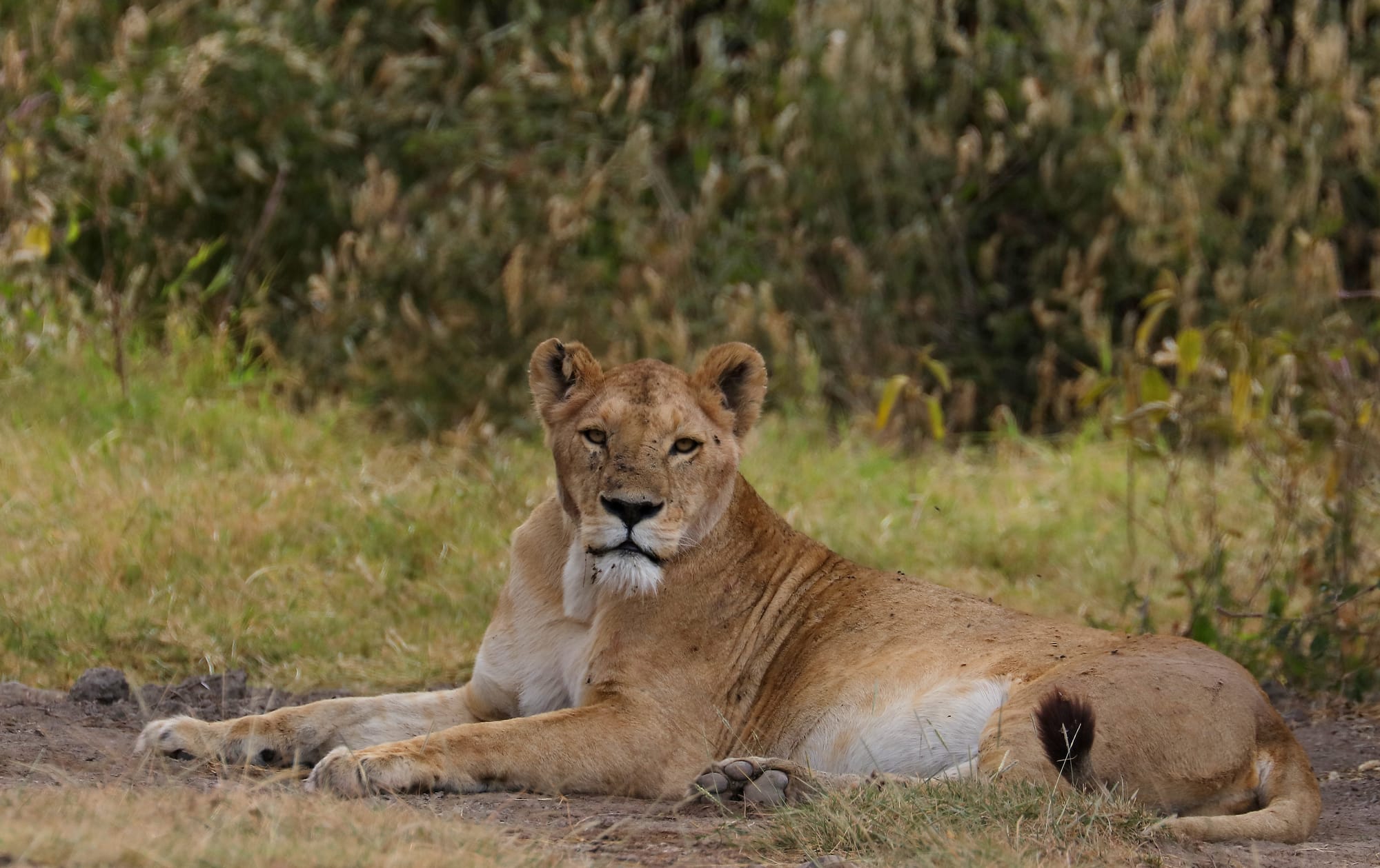 Löwe - Ngorongoro Krater - Tansania - Earth's Wild Wonders