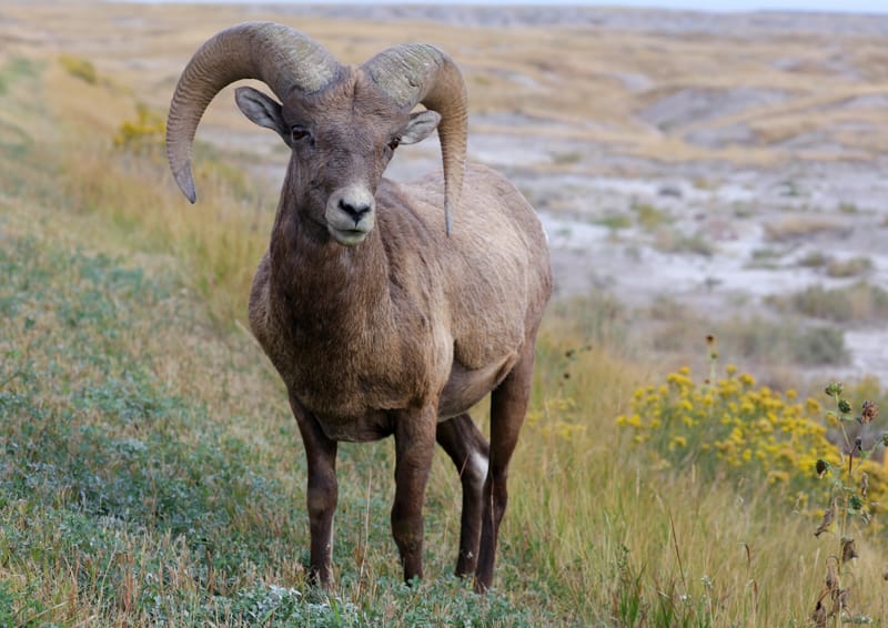 Rocky-Mountains-Dickhornschaf - Badlands Nationalpark - Earth's Wild ...