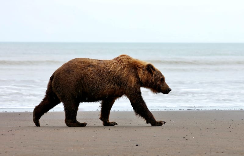 Grizzlybär Silver Salmon Creek Lake Clark National Park Earth's