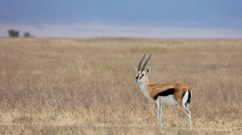 Thomson's Gazelle - Ngorongoro Crater - Tanzania - Earth's Wild Wonders