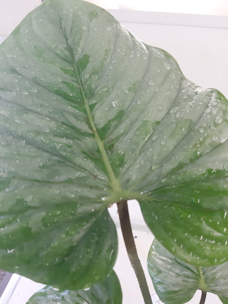 Philodendron Sodiroi - The RichRainforest LTD