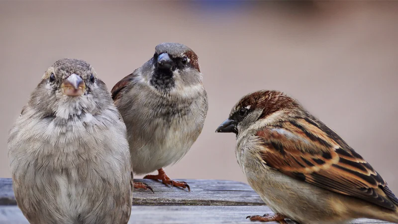 About the sparrows
