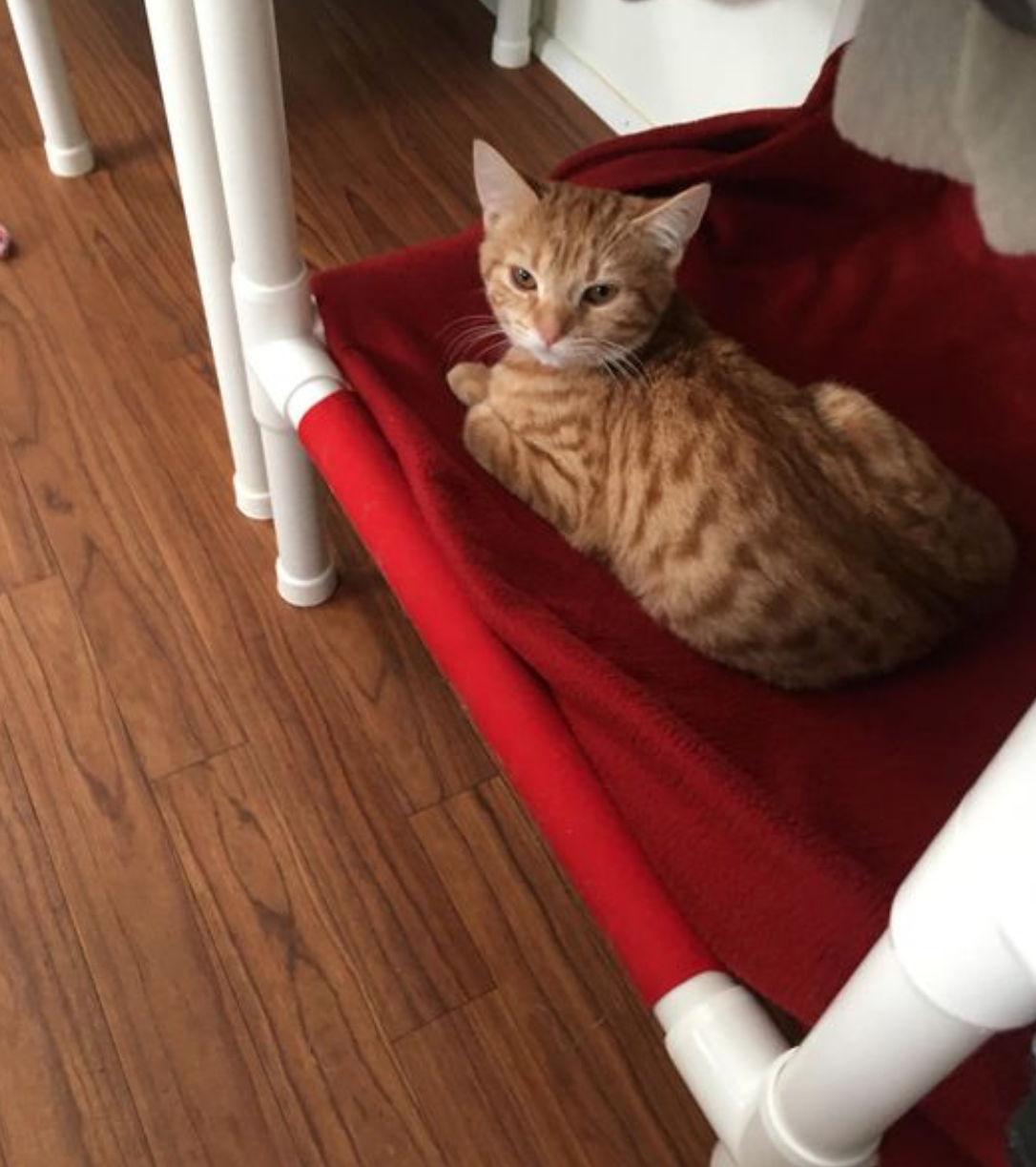 Garfield - Male Kitten